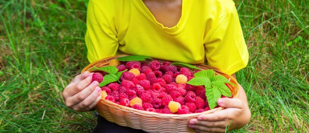 kosz malin do mrożenia